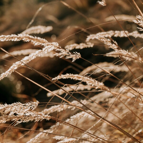 Wuivend gras als inspiratie 🌾De natuur is onze belangrijkste inspiratiebron geweest voor de nieuwste collectie van Artelux. Het zachte ruisen van gras in de wind, de lijnen van zandduinen, de gelaagdheid van boomschors deze elementen zie je terug in structuren, kleuren en patronen.
Stoffen zoals Horizon, Dune en Lagune brengen rust, beweging en natuurlijke elegantie in huis. Met gerecyclede garens en aardse tinten combineren we stijl met bewustzijn.
Breng de schoonheid van buiten naar binnen.
Artelux Arteluxcollectie2025 WuivendGras Natuur RustEnSfeer Interieurinspiratie